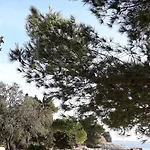 Laurus * Kožino