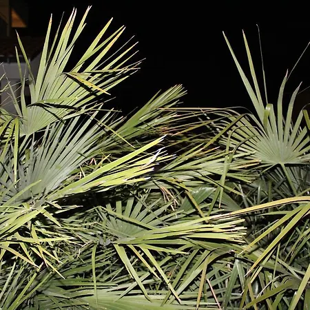 Laurus Kožino