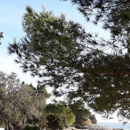 Laurus * Kožino