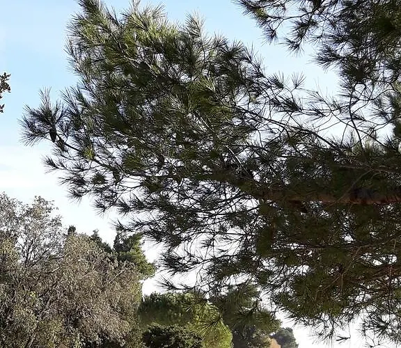 Laurus * Kožino